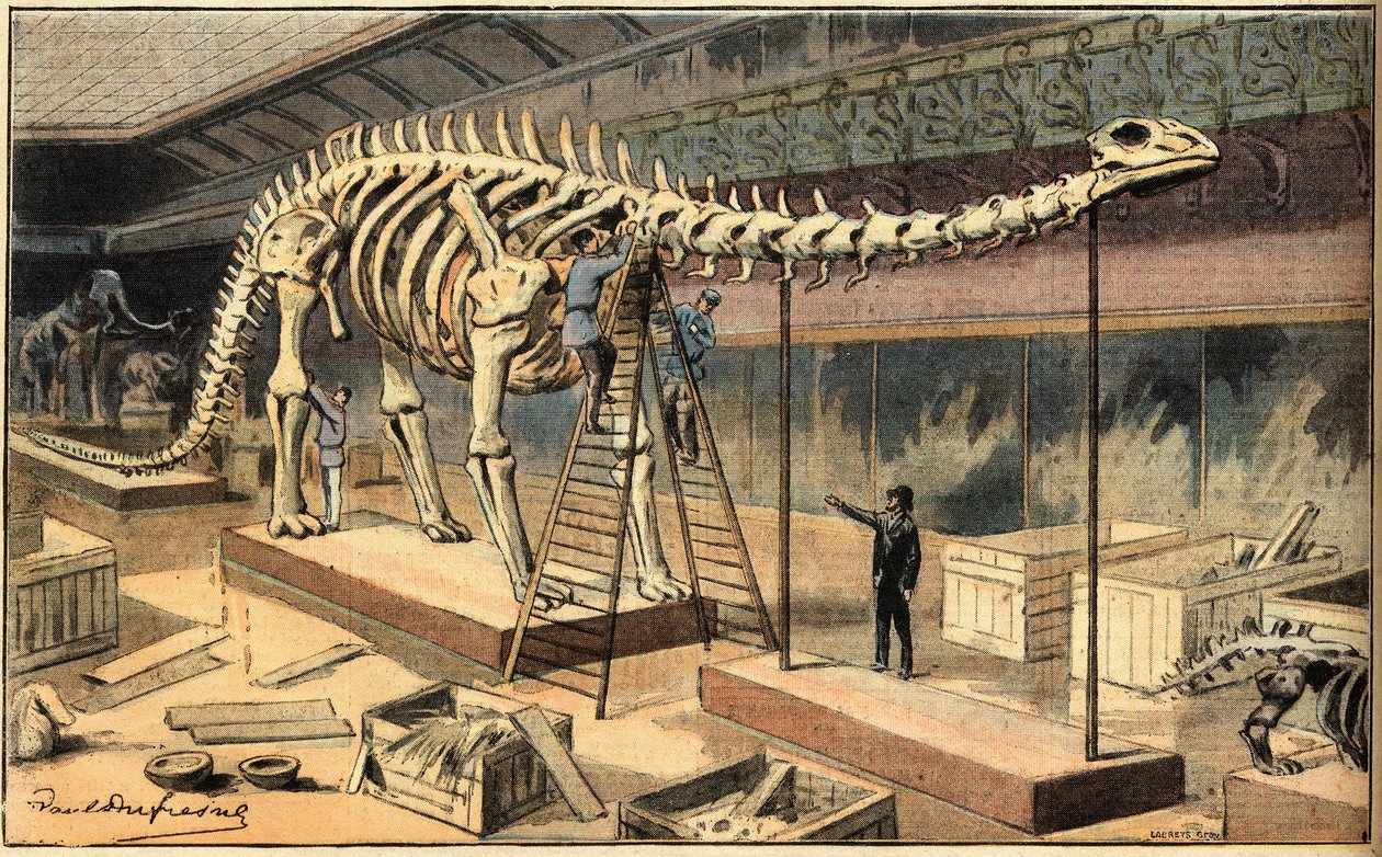 Diplodocus fossil på Naturhistorisk museum i Paris. Gravering fra avisen "Le Petit Parisien" af French School