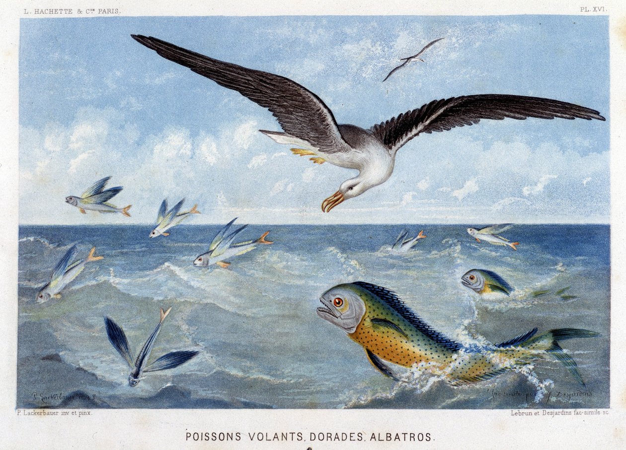 Dorades, Pisces volants, Albatros - i "Le Monde de la Mer" af Alfred Fredol. ed. Paris, Hachette. af French School