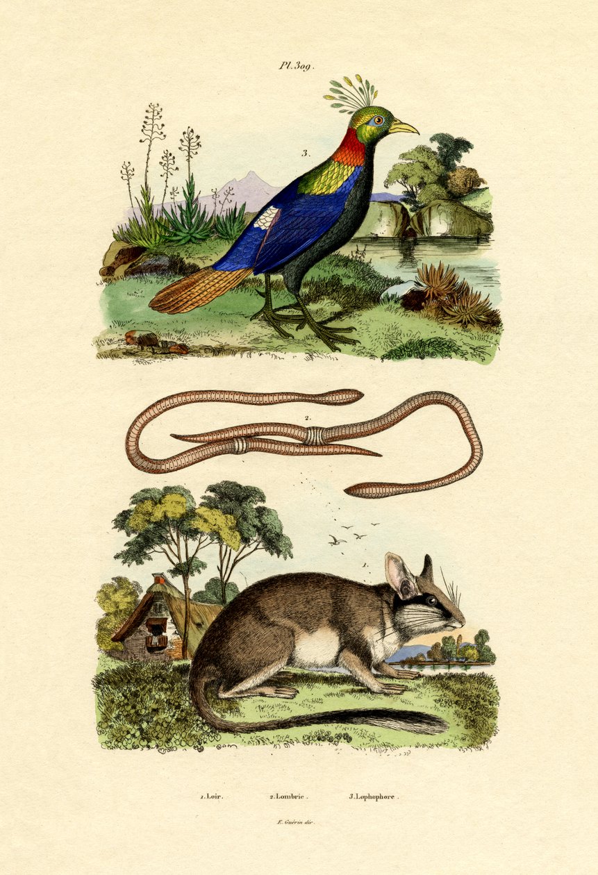 Dormus, 1833-39 af French School