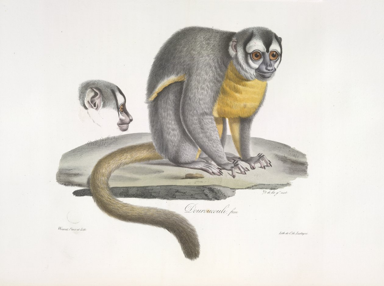 Douroucouli eller natabe - Aotus trivirgatus, fra Natural History of Pattedyr (farve litho) af French School