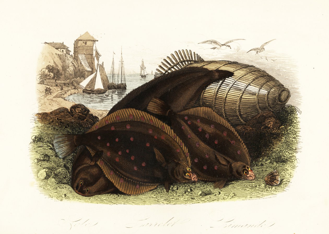 Dovertunge, Solea solea, europæisk rødspætte, Pleuronectes platessa og almindelig klat, Limanda limanda, på en strand med en fiskefælde, fiskerbåde i baggrunden af French School
