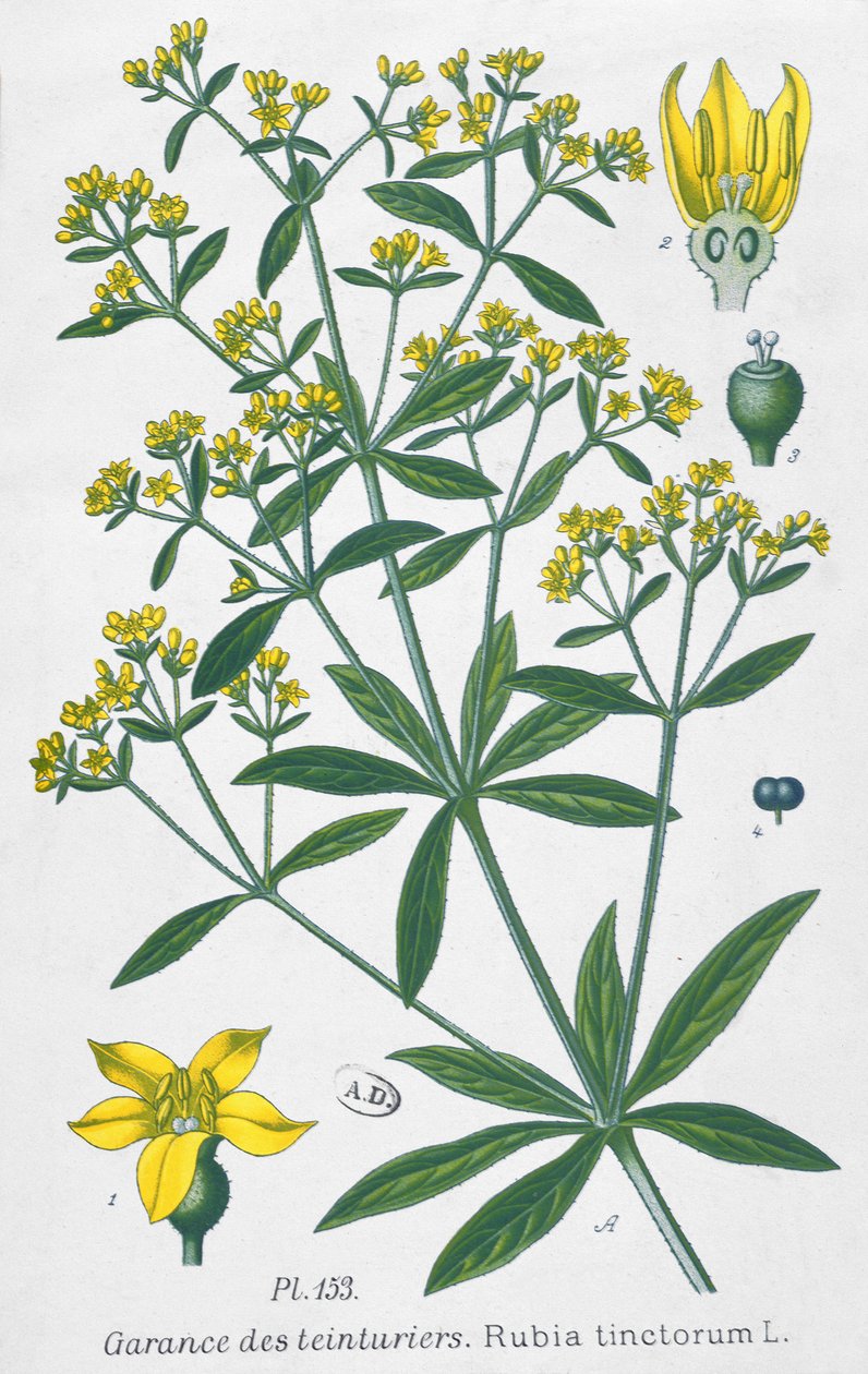 Dyers Madder (Rubia Tinctorum) af French School