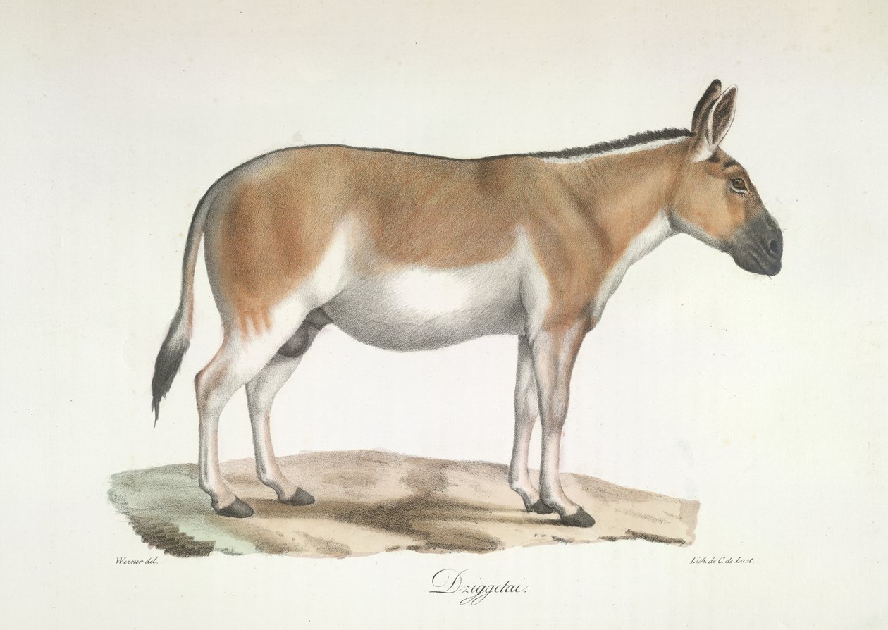 Dziggetai, fra Natural History of Pattedyr (farve litho) af French School