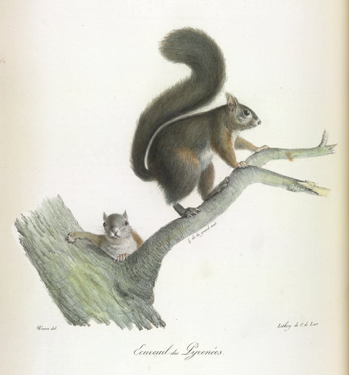 Ecureuil des Pyrenees, Egern, fra Natural History of Pattedyr (farve litho) af French School
