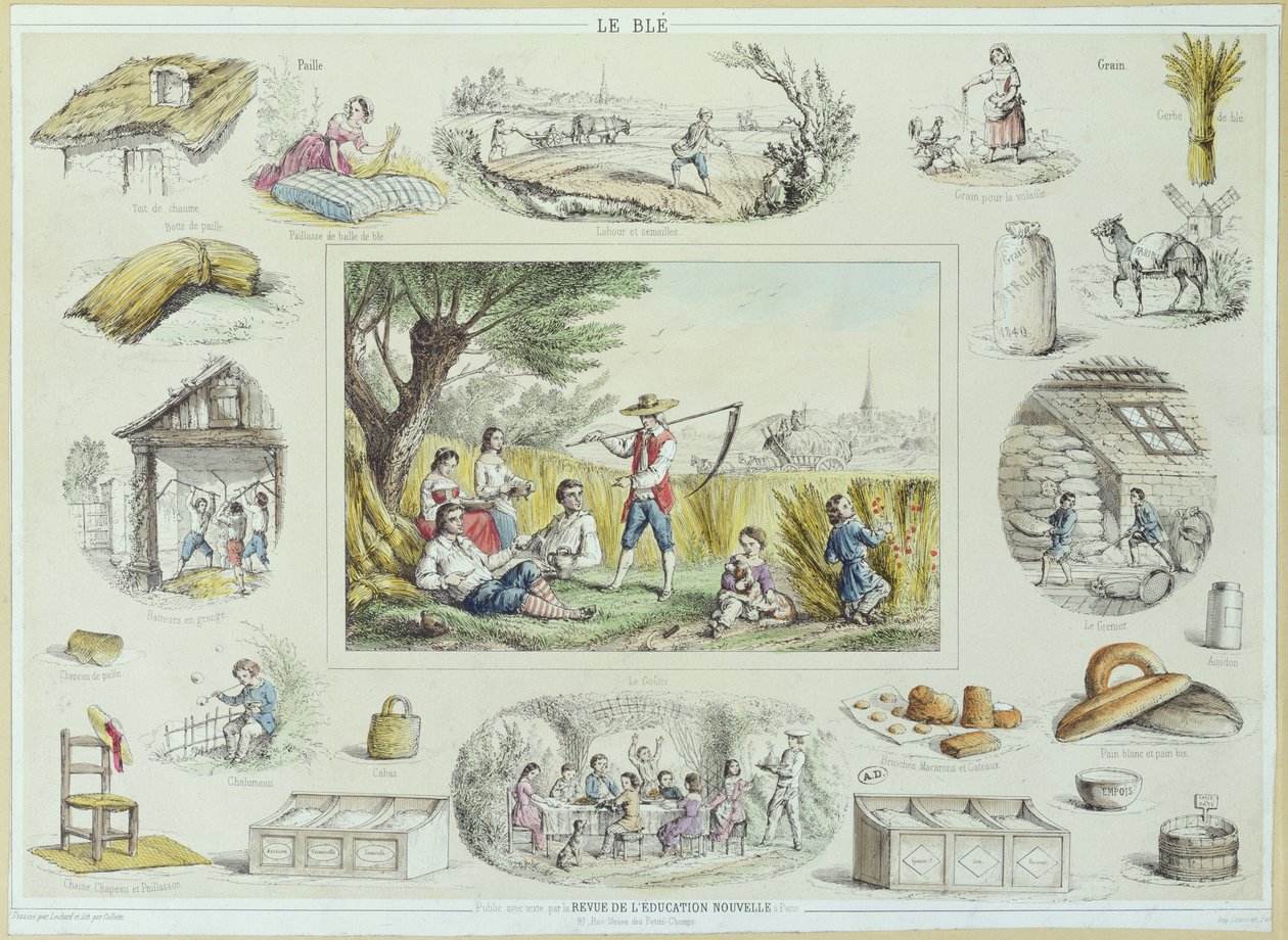 Pædagogisk illustration af majs, ca. 1860-70 (farvegravering) af French School