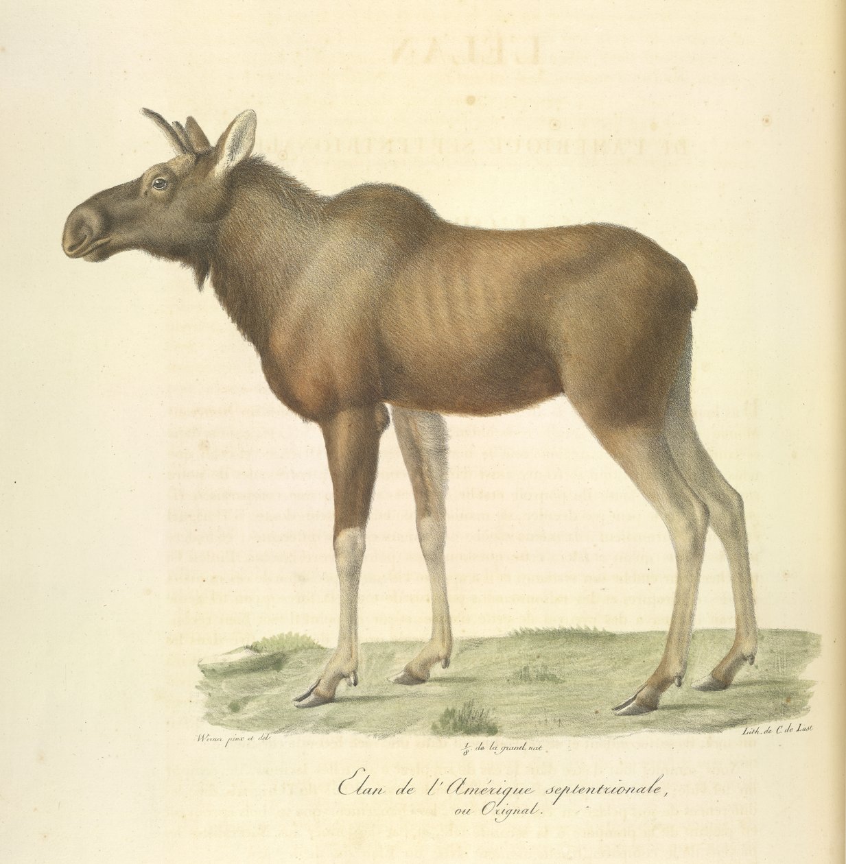 Moose of North America, fra Natural History of Pattedyr (farve litho) af French School