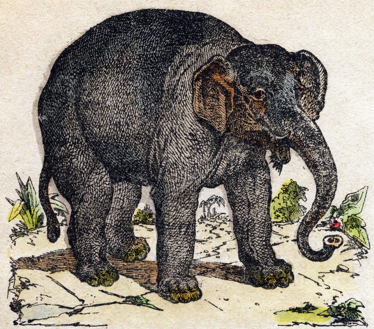 Elefant. Indgravering i "" Alphabet des animaux sauvages "". 9. serie. Billede af Epinal, Pellerin, trykkeri-udgiver, ca. 1870. Graveringer på træ, stencileret. 16 sider. Mål: 20 x 15 cm. Privat samling af French School