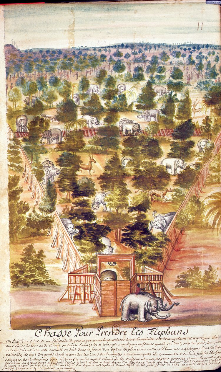 Elefantjagt i Siam, fra en beretning om jesuitterne i Siam, 1688 (wc på papir) af French School