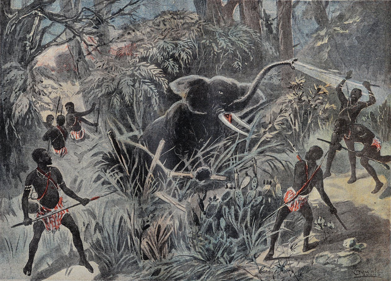 Elefantjagt i Afrika. Elefanten falder ned i en pit, før den bliver færdig med pile. Indgravering i "" Le Pelerin"" 22/01/1899. af French School