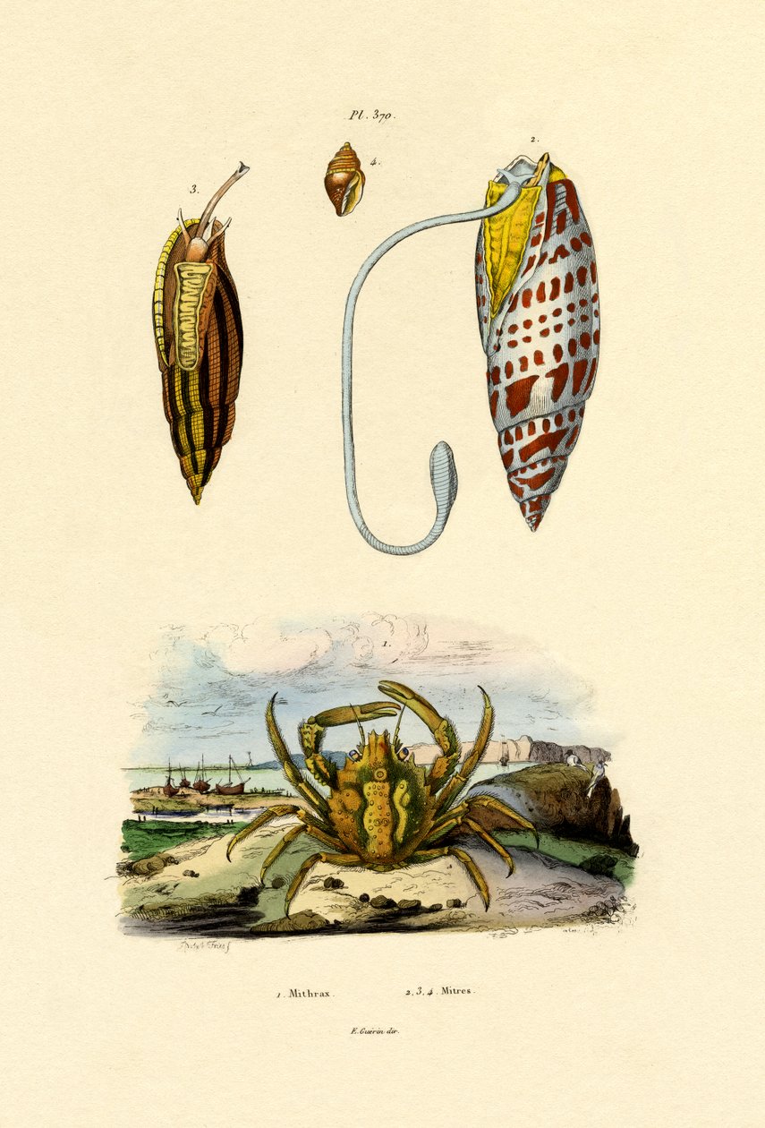 Smaragdkrabbe, 1833-39 af French School
