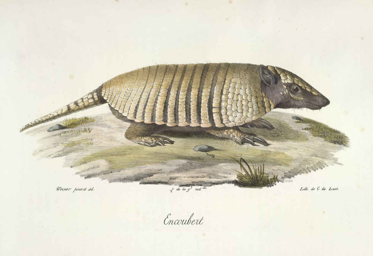 Encoubert, Armadillo, fra Natural History of Pattedyr (farve litho) af French School
