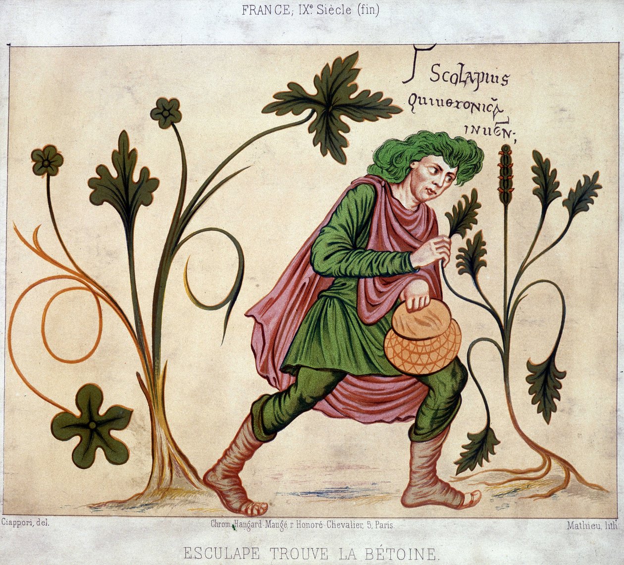 Esculapus finder betoneum (medicinsk plante) af French School