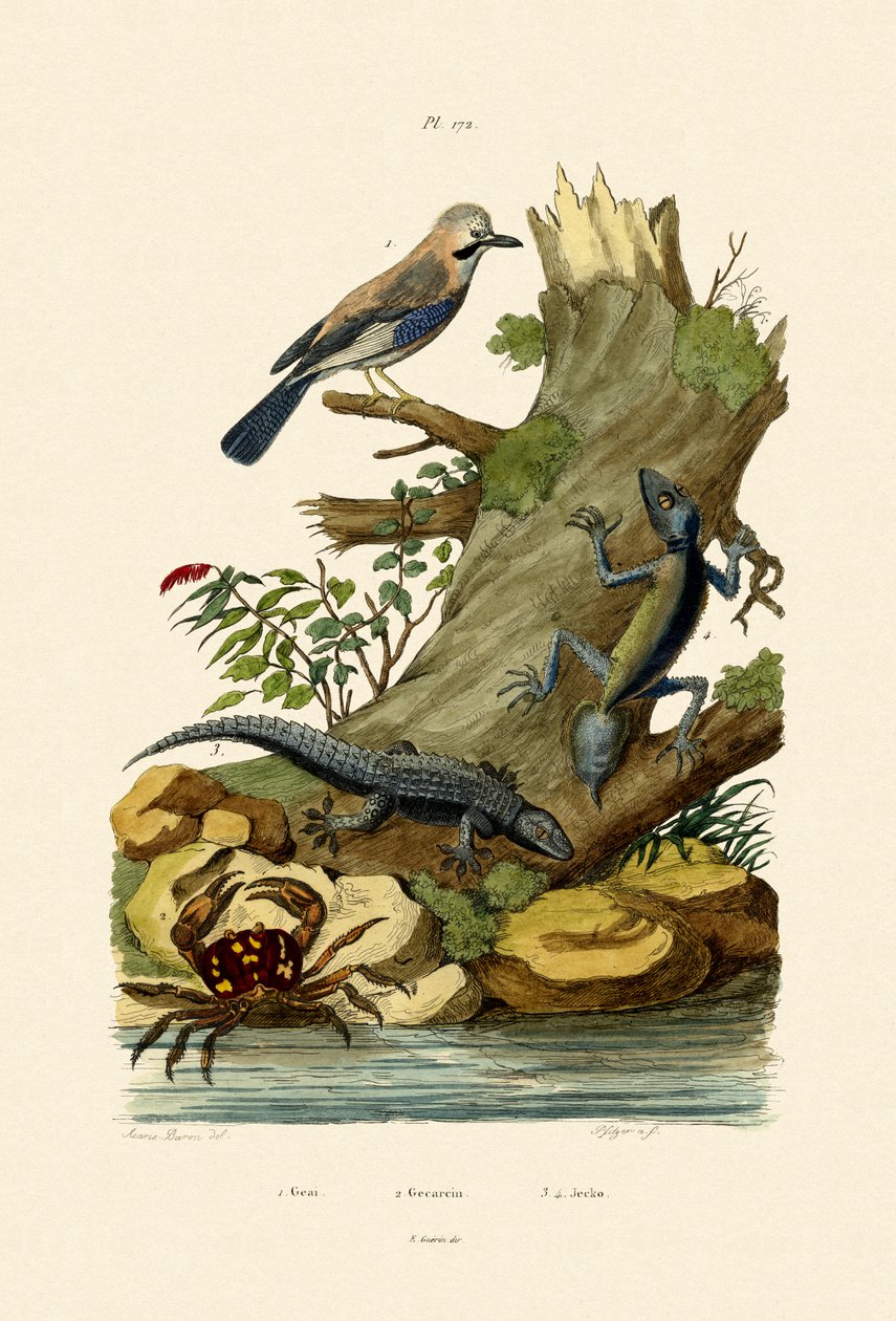 Eurasian Jay, 1833-39 af French School
