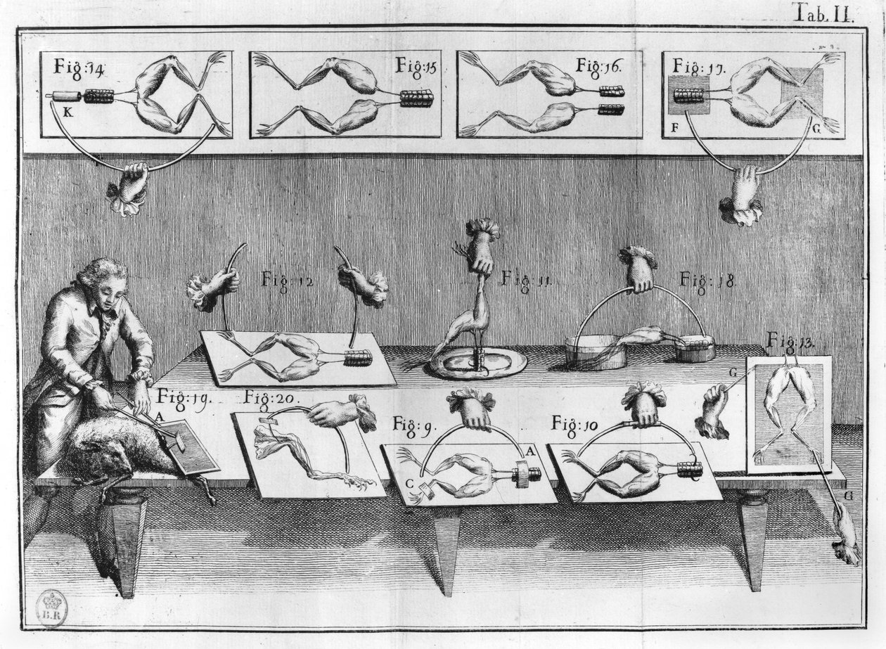 Eksperiment på frøer, illustration fra muscumari af French School