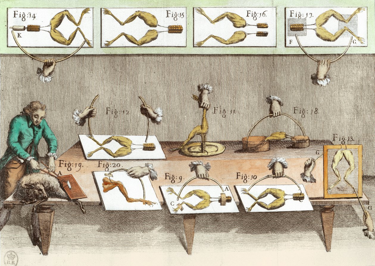 Eksperiment på frøer, illustration fra The forces of electricity in muscumari motion (senere farvning) af French School
