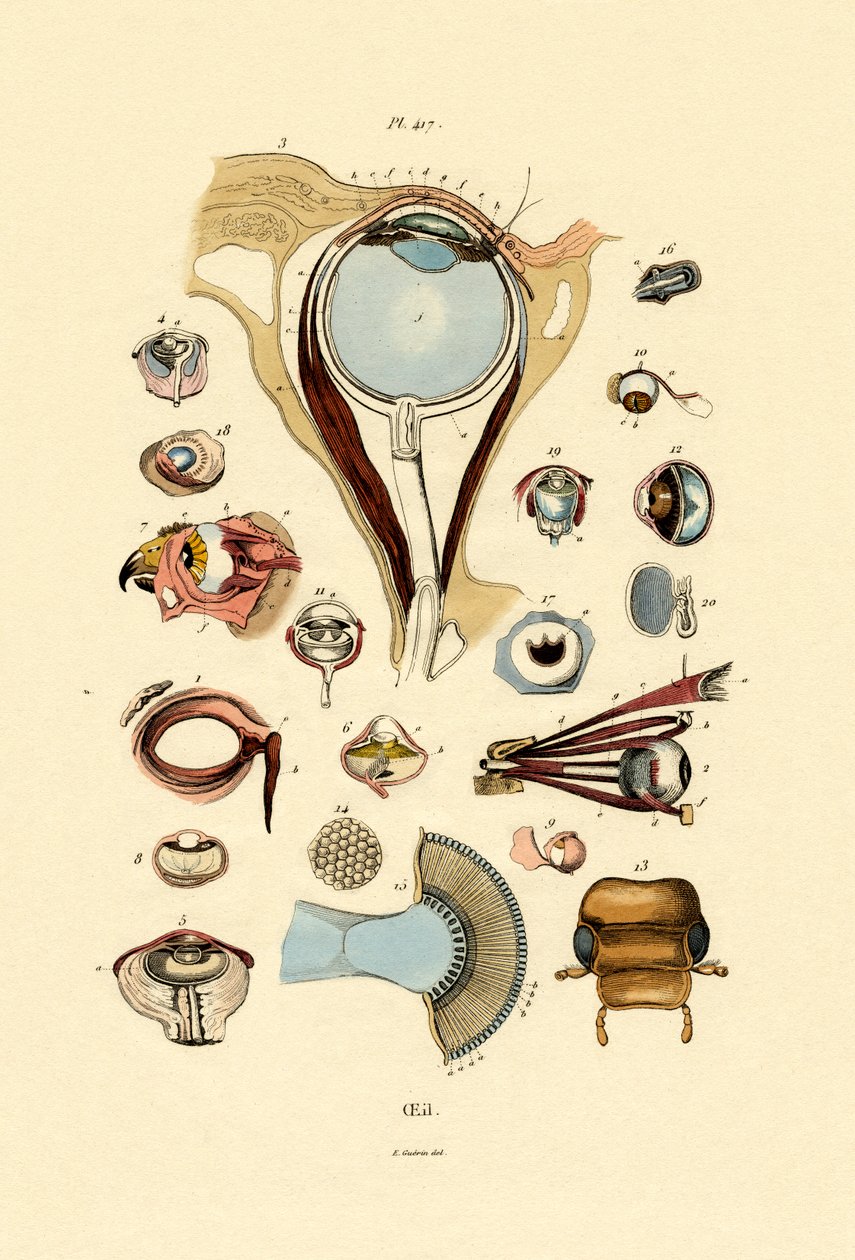 Øjne, 1833-39 af French School