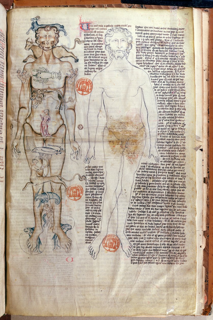 F.116v Forholdet mellem den menneskelige krop og stjernetegnene, fra en medicinsk afhandling af Abul Qasim Khalaf ibn al-Abbas al-Zahrawi (Abulcasis) (936-1013) oversat af Gerard de Cremone af French School