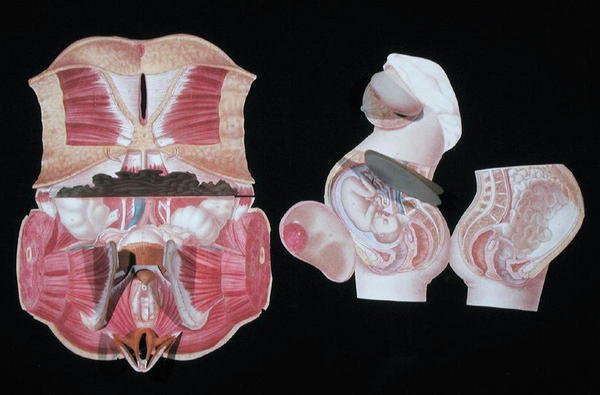 Kvindelig anatomisk figur, fra 