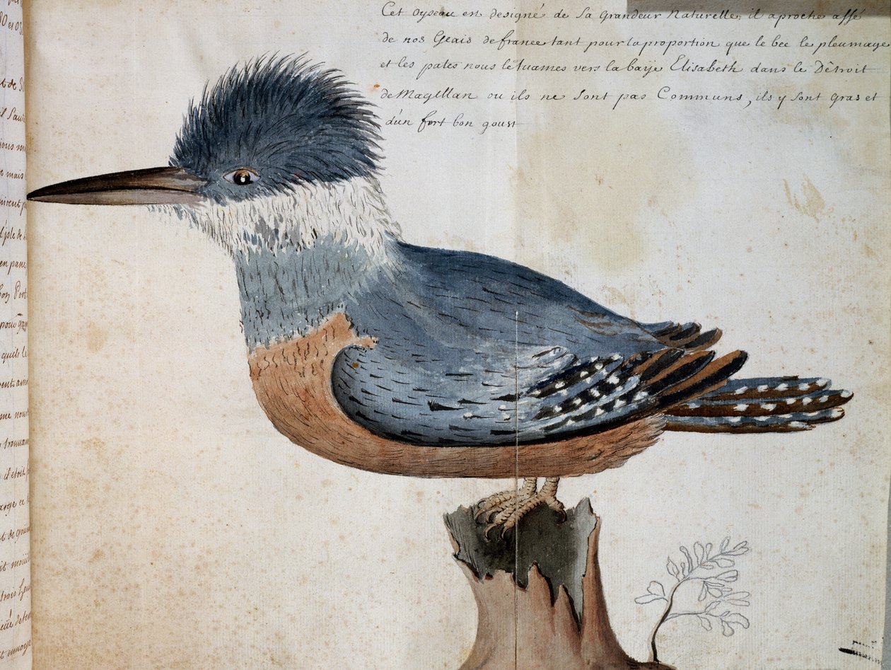 Hun af Ringed Kingfisher (Megaceryle torquata), Elizabeth Bay, Magellan-strædet, akvarel fra Voyage of Mr De Beauchesne, kaptajn på Compagnie royale de la Mer du Sud, fra 1698 til 1701, Frankrig af French School