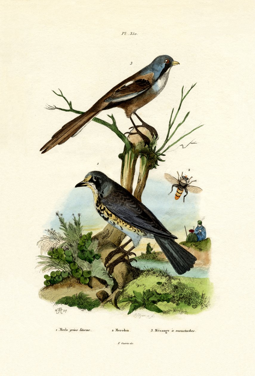 Markfart, 1833-39 af French School