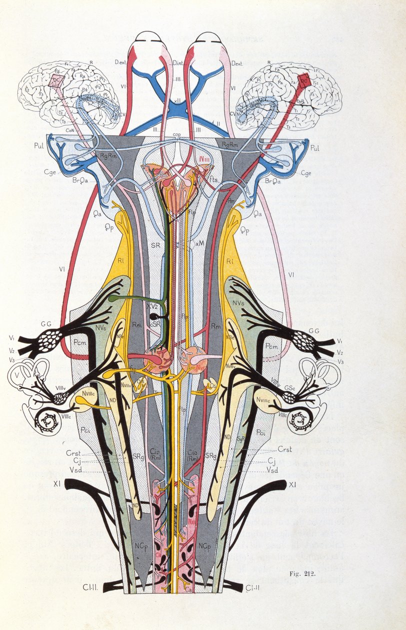 Fig. 212 fra Semiology of Affections of the Nervous System af J. Dejerine, 1914 af French School