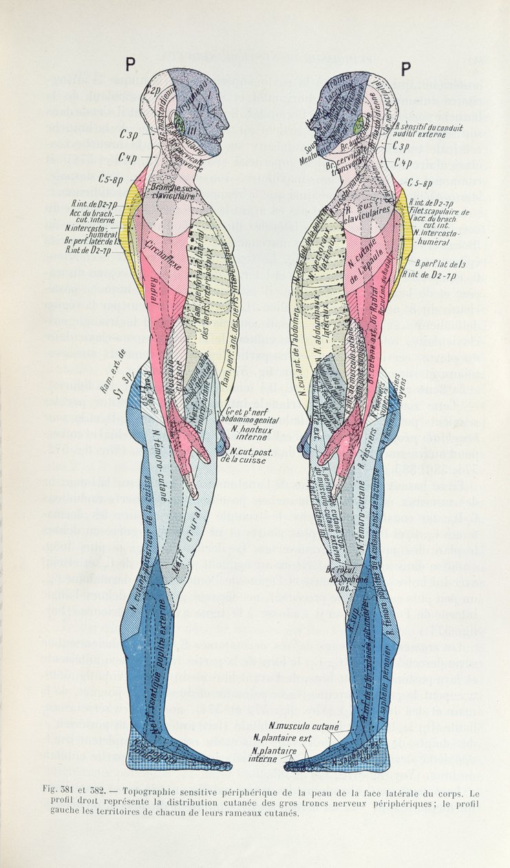 Fig. 381 & 382 Nervesystemet, fra Semiologie des Affections du System Nerveux af J. Dejerine, 1914 af French School