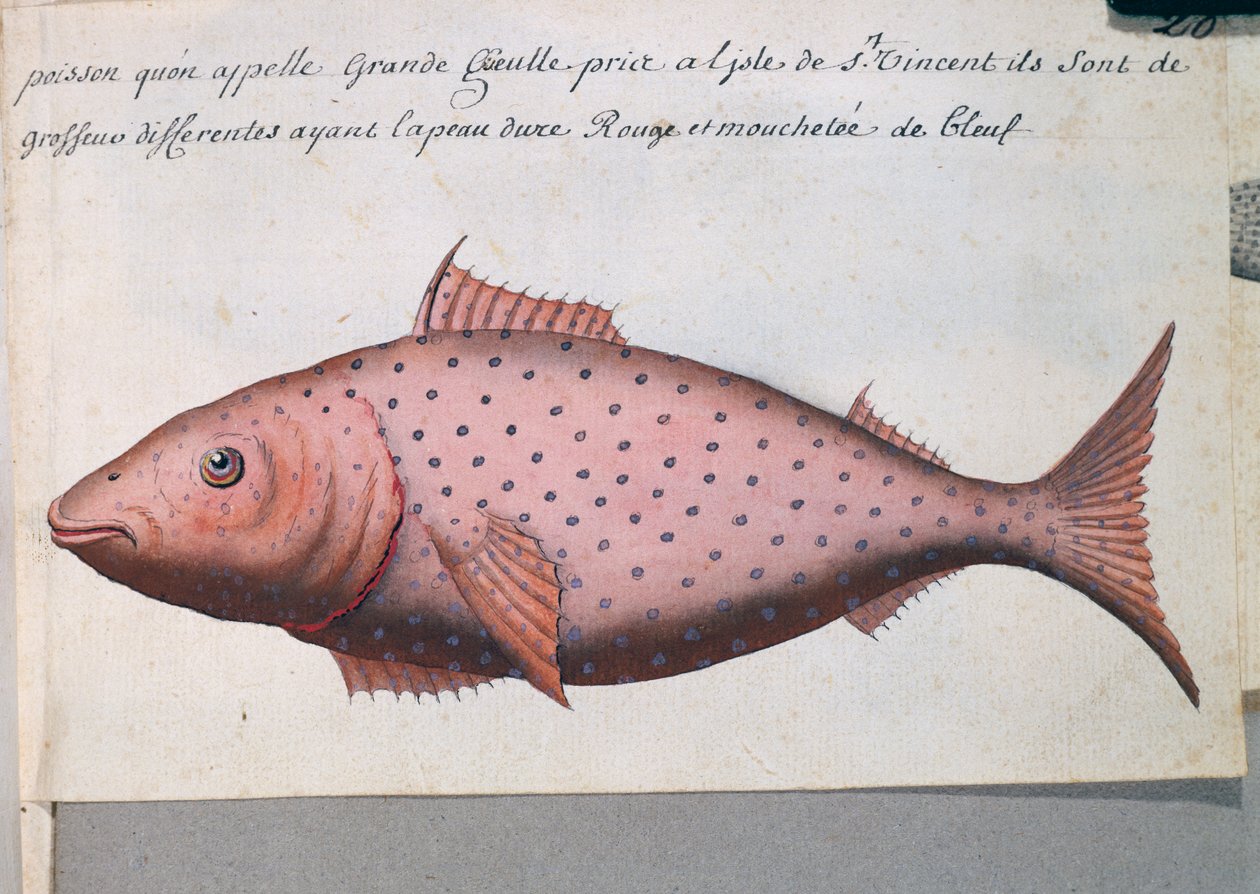 Fisk kaldet Big Mouth, Sao Vicente-øen, Kap Verde, akvarel fra logbog af Jacques Gouin de Beauchesne (1652-1730), kaptajn på Compagnie royale de la Mer du Sud, fra 1698 til 1701, Frankrig af French School