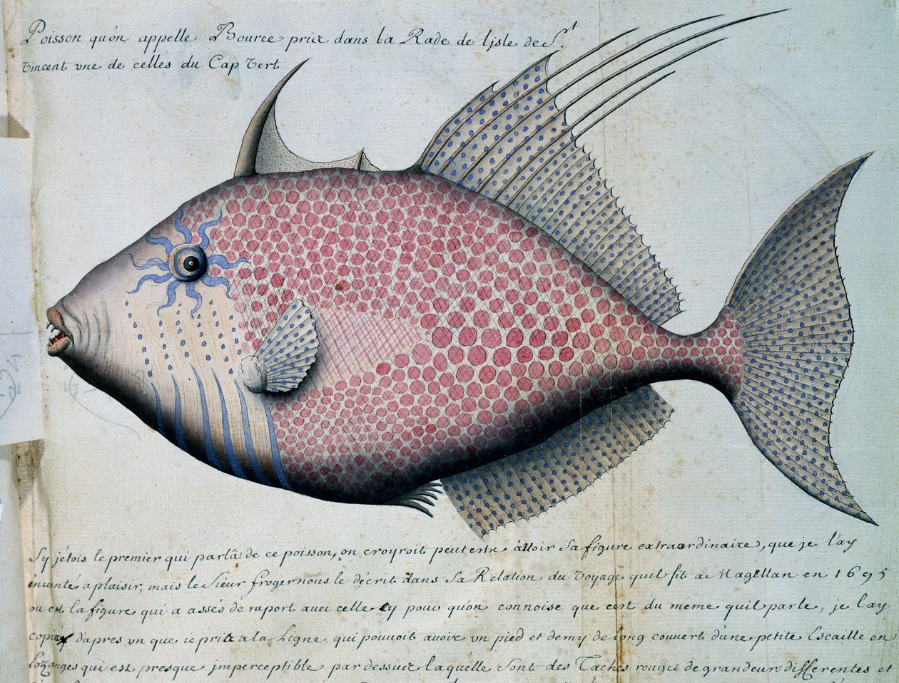 Fisk kaldet Bource, Sao Vicente øen, Kap Verde, akvarel fra logbog af Jacques Gouin de Beauchesne (1652-1730), kaptajn på Compagnie royale de la Mer du Sud, fra 1698 til 1701, Frankrig af French School