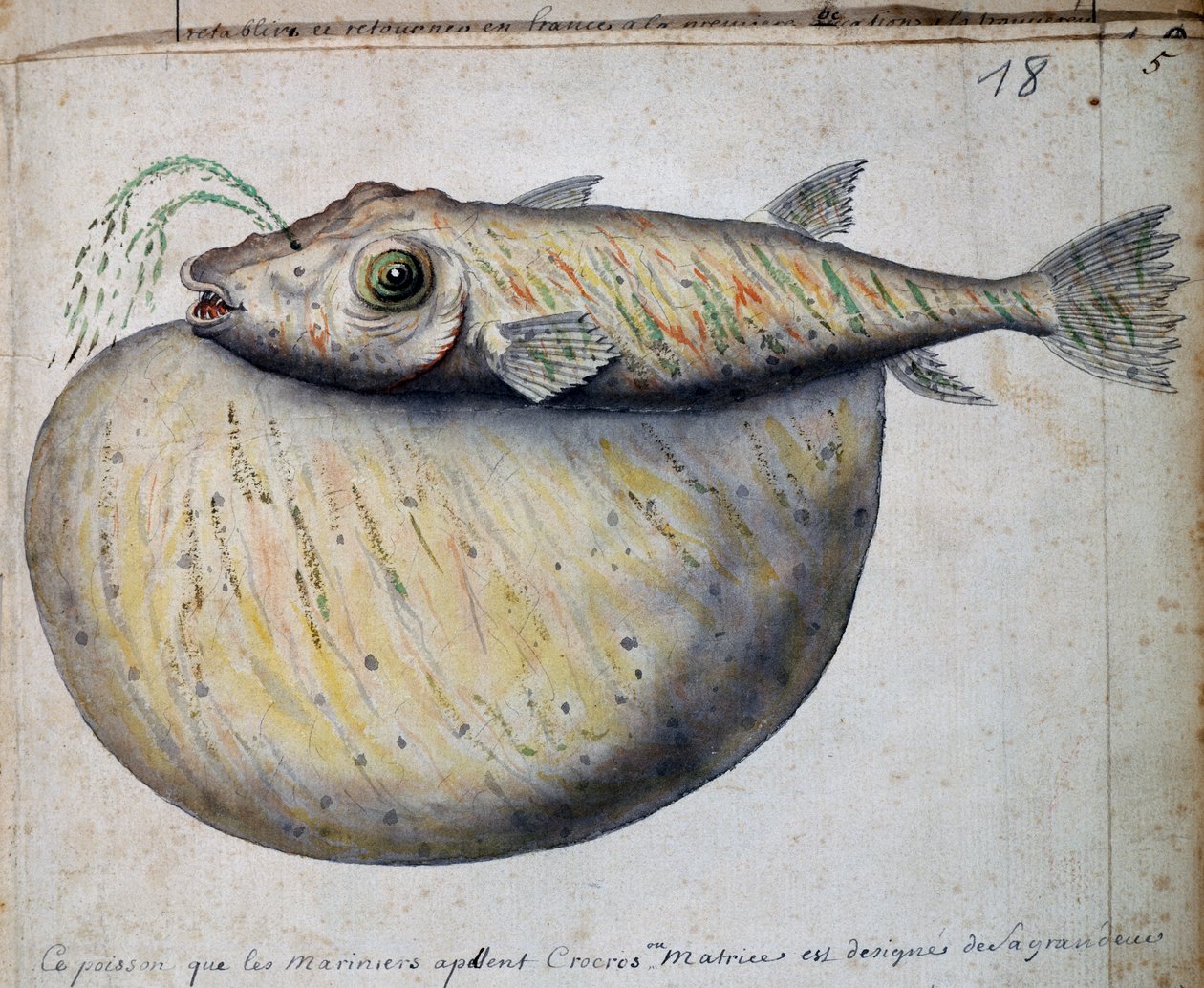 Fisk kaldet Crocros, Sao Vicente øen, Kap Verde, akvarel fra logbog af Jacques Gouin de Beauchesne (1652-1730), kaptajn på Compagnie royale de la Mer du Sud, fra 1698 til 1701, Frankrig af French School