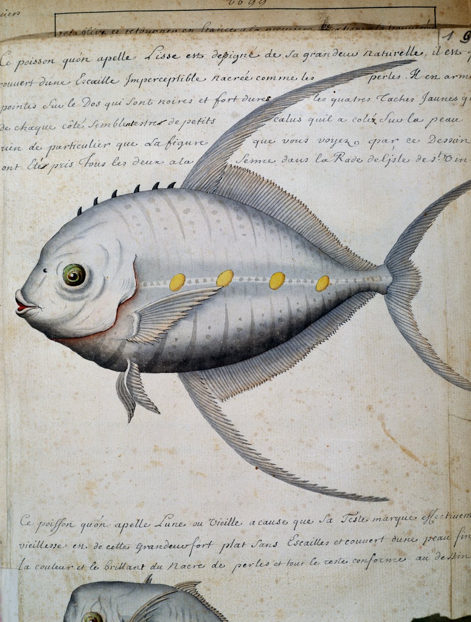 Fisk kaldet Lisse, Sao Vicente-øen, Kap Verde, akvarel fra logbog af Jacques Gouin de Beauchesne (1652-1730), kaptajn på Compagnie royale de la Mer du Sud, fra 1698 til 1701, Frankrig af French School