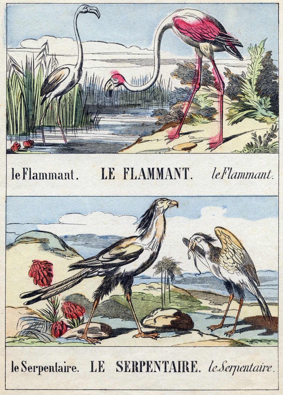 Flament og slange. Gravering i "Buffon Alphabet des Oiseaux N 2". 3. Serie N 2. Imaging of Epinal, Epinal, slutningen af det 19. århundrede. 16 sider. Dim: 28x21 cm af French School
