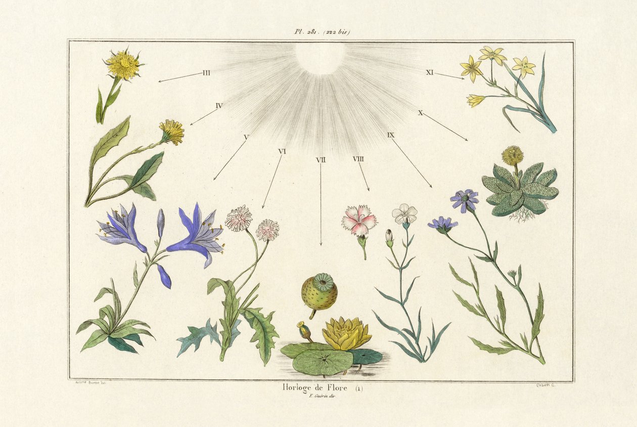 Blomsterur, 1833-39 af French School