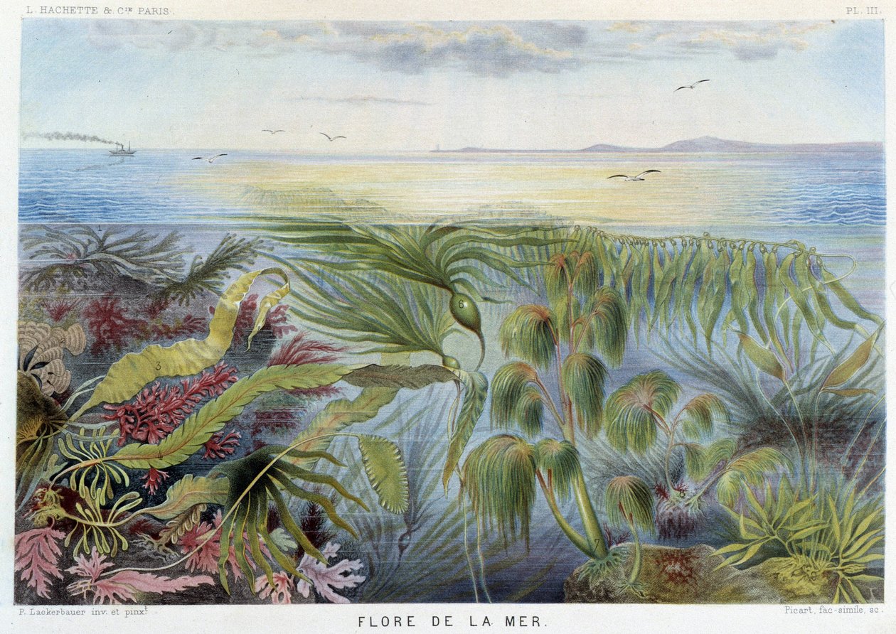 Havets flora - i "Le Monde de la Mer" af Alfred Fredol, ed. Paris, Hachette. af French School