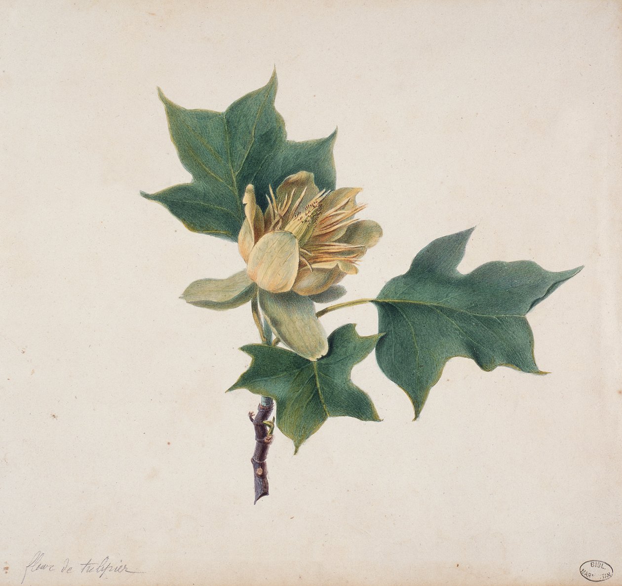 Blomst af et tulipantræ af French School