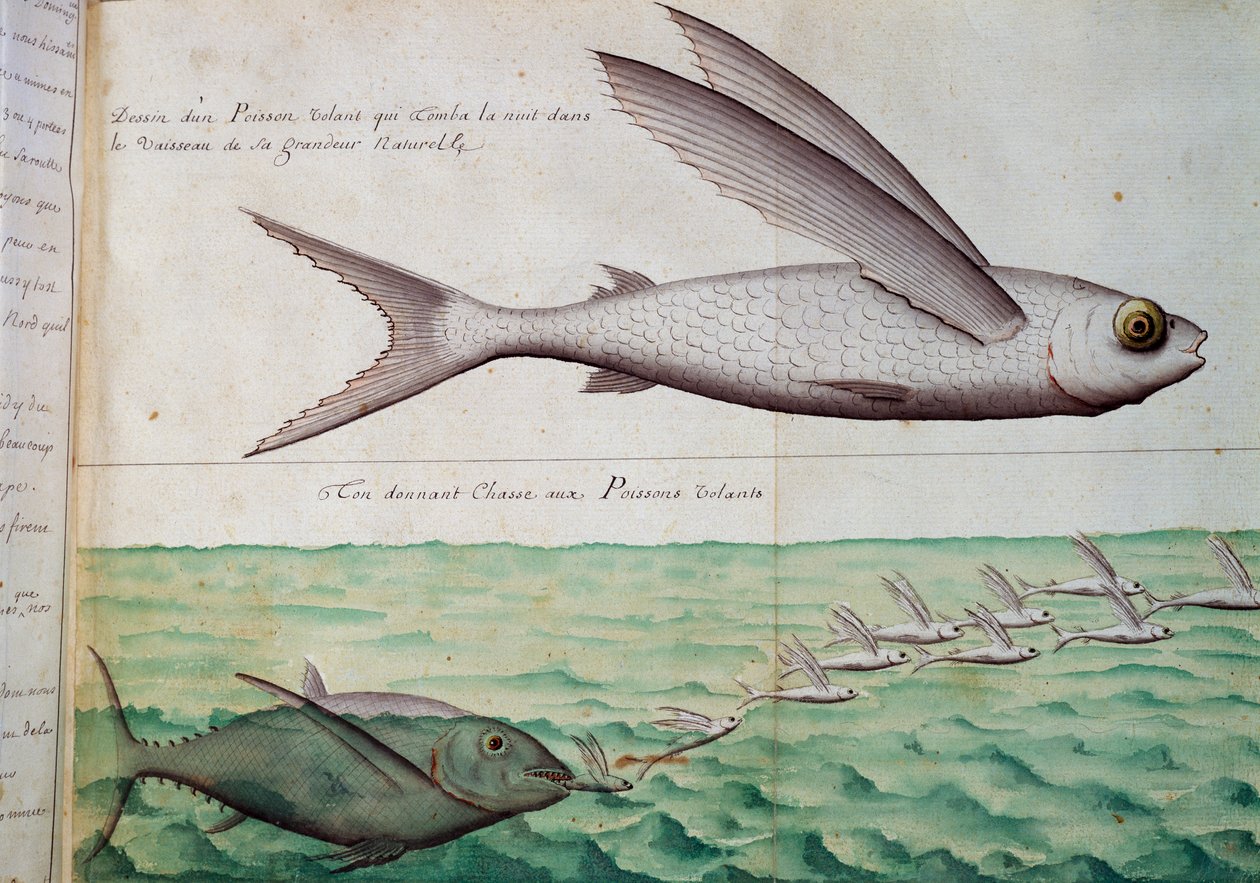 Flyvefisk og tun jager flyvefisk, Krebsens vendekreds, akvarel fra logbog af Jacques Gouin de Beauchesne (1652-1730), kaptajn på Compagnie royale de la Mer du Sud, fra 1698 til 1701, Frankrig af French School