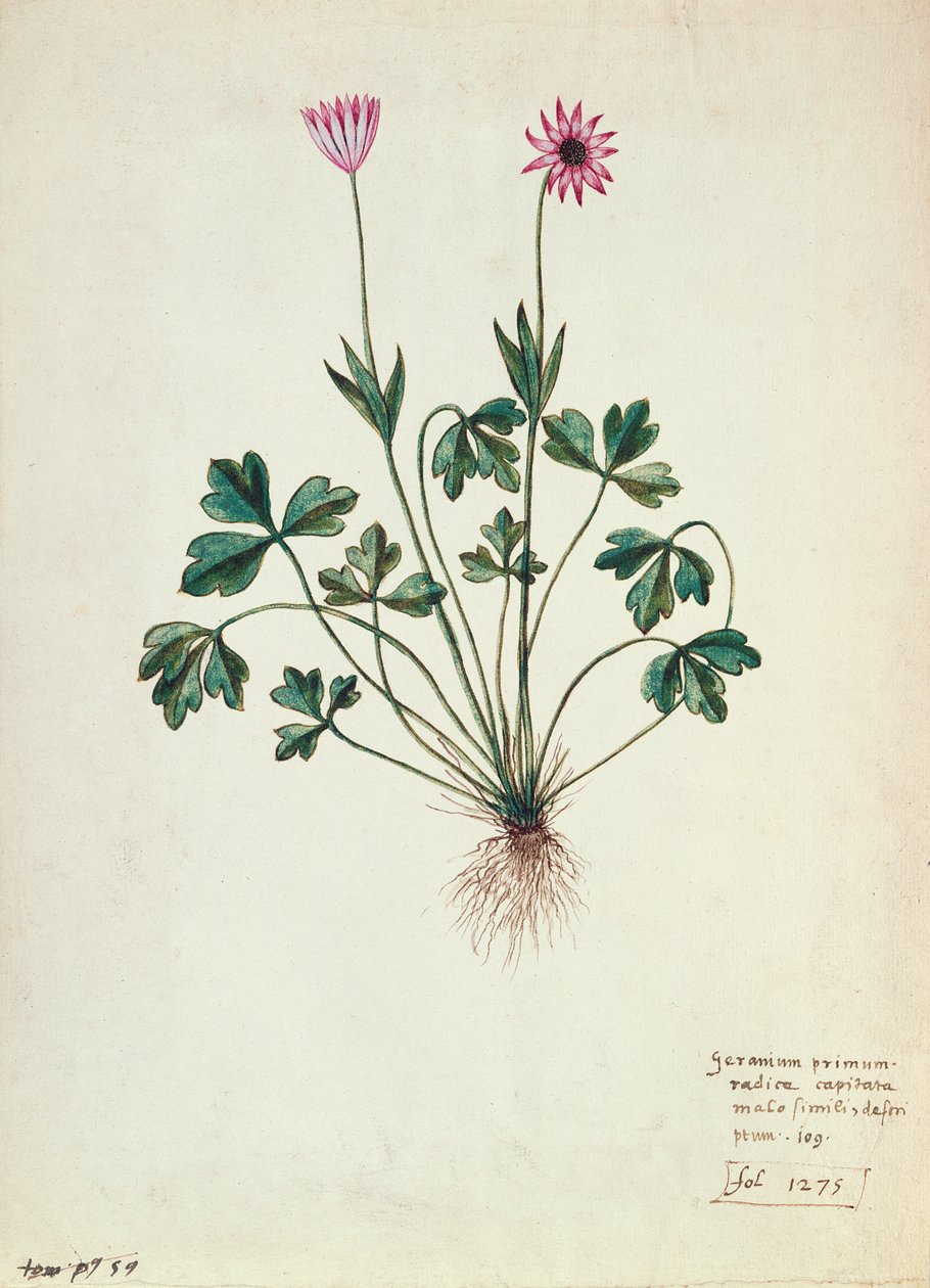 Fol.1275 Geranium (wc på papir) af French School