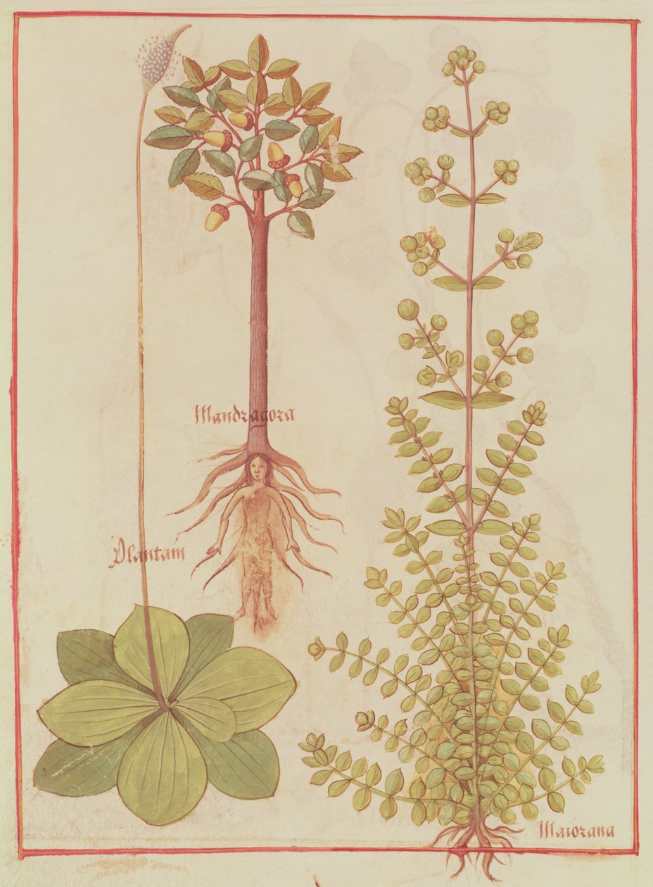 Fr 12322 f.180v Plantain, merian og mandrake, fra Livre des Simples Medecines, c.1520-30 af French School
