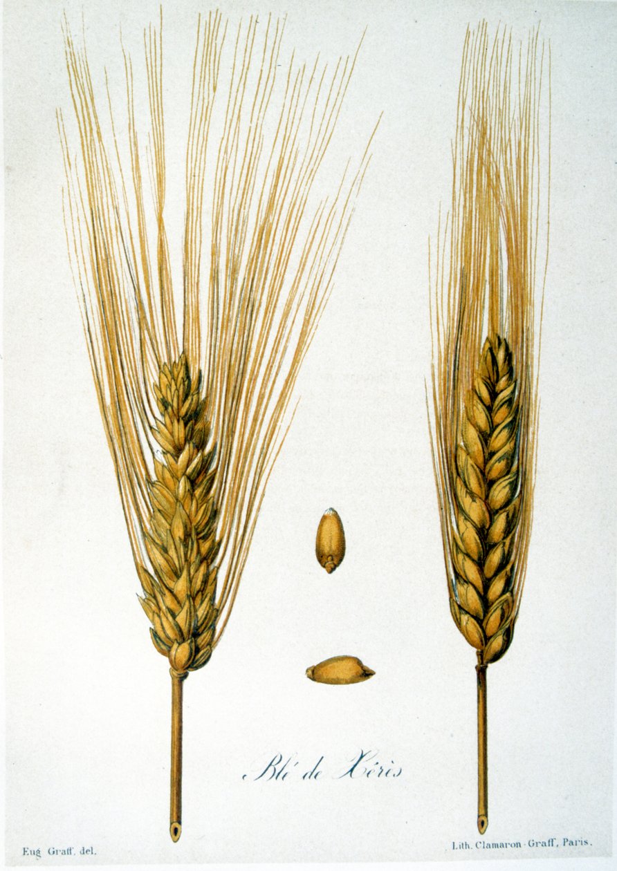 Fransk 1800-tals illustration af korn af French School