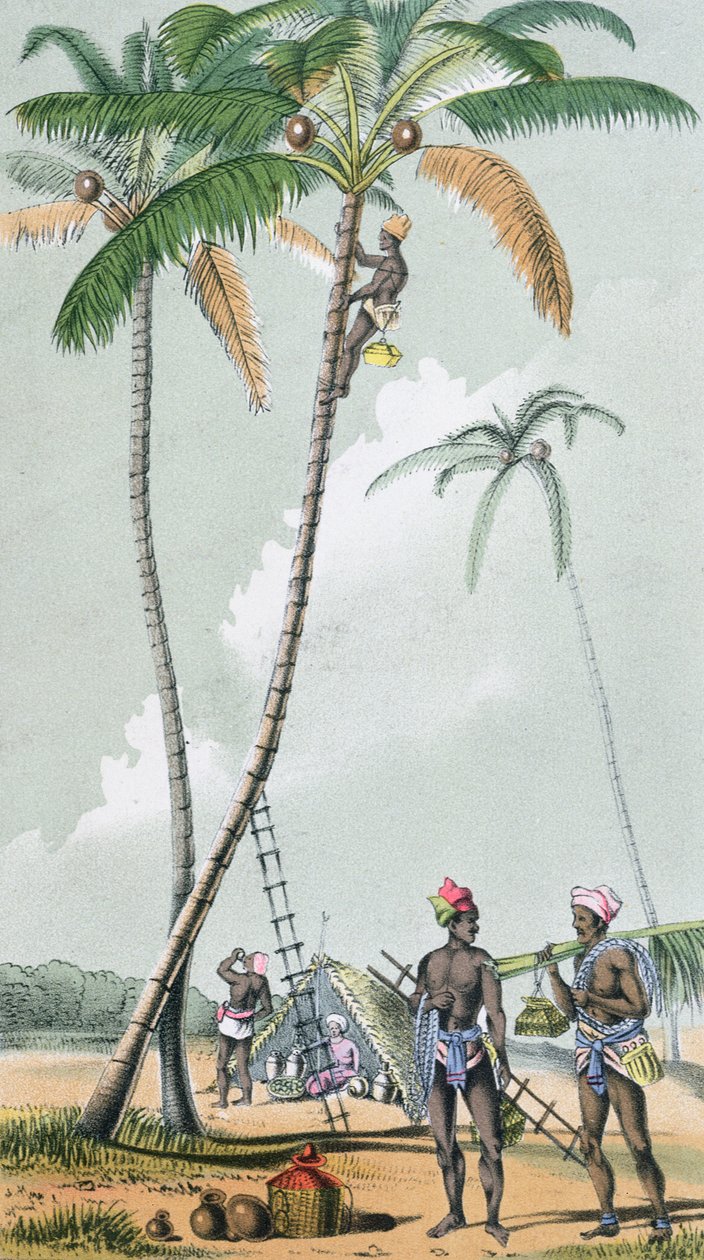 Indsamling af kokosnødder til tilberedning af Toddy i Indien (farvegravering) af French School