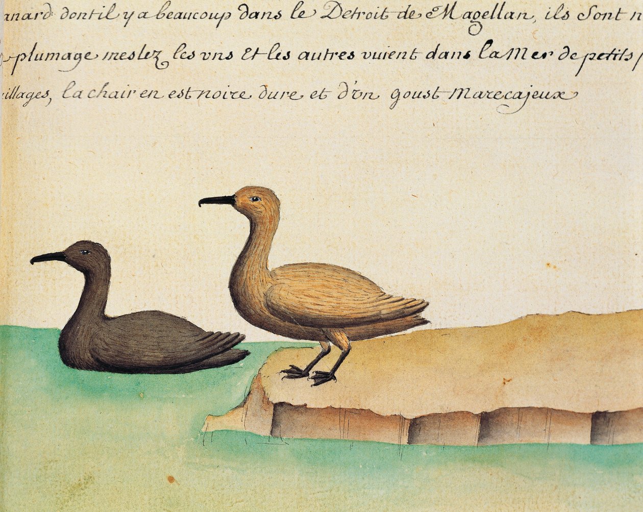 Gæs, Magellanstrædet, akvarel fra logbog af Jacques Gouin de Beauchesne (1652-1730), kaptajn på Compagnie royale de la Mer du Sud, fra 1698 til 1701, Frankrig af French School