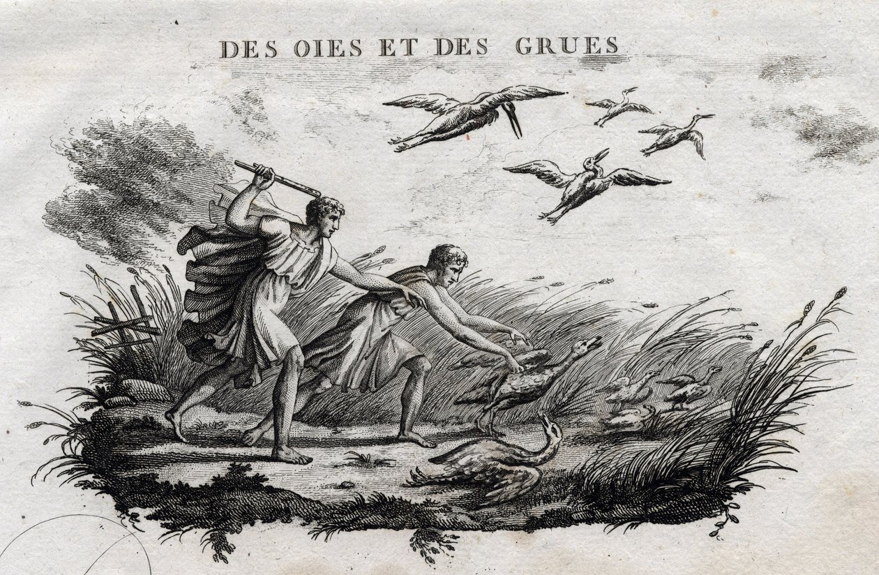 Gæs og traner - Fable d