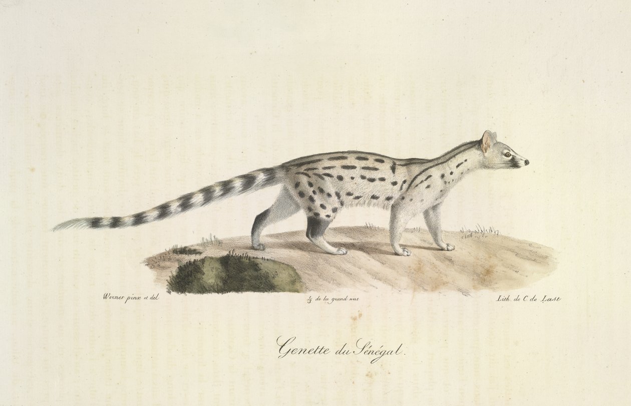 Senegal Genet, fra Natural History of Pattedyr (farve litho) af French School