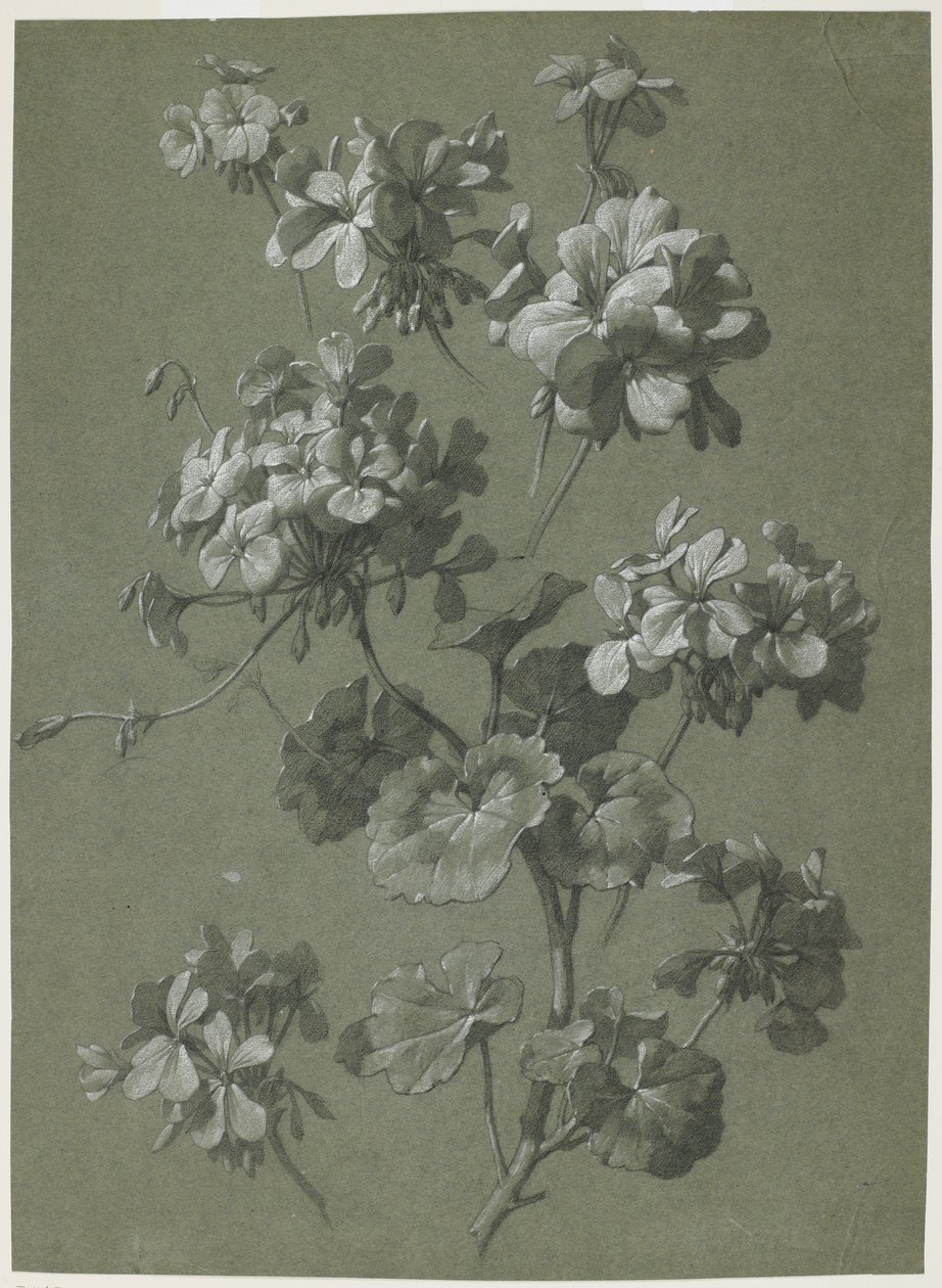 Geranium (Pelargonium sp.), ca. 1800 (kul & hvid kridt, grøn vævet) af French School