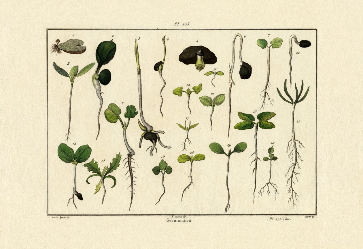 Spiring, 1833-39 af French School