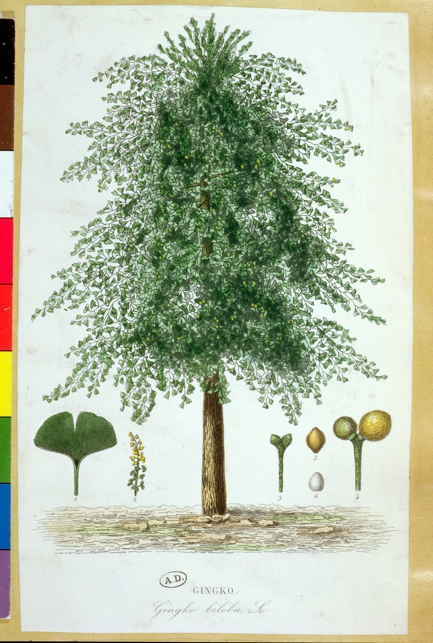 Ginkgo biloba træ af French School