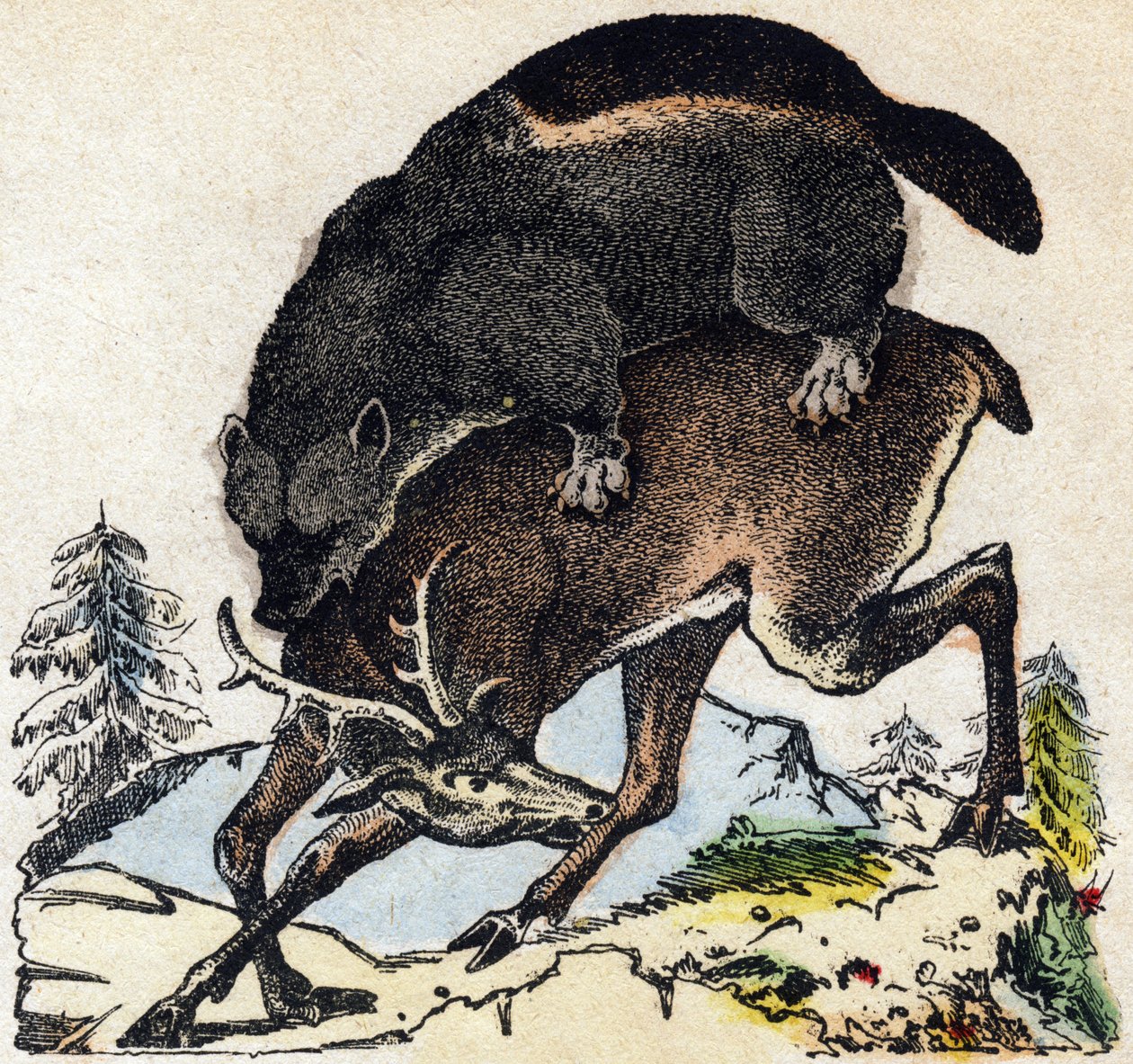 Frøser. Indgravering i "" Alphabet des animaux sauvages "". 9. serie. Billede af Epinal, Pellerin, trykkeri-udgiver, ca. 1870. Graveringer på træ, stencileret. 16 sider. Mål: 20 x 15 cm. Privat samling af French School