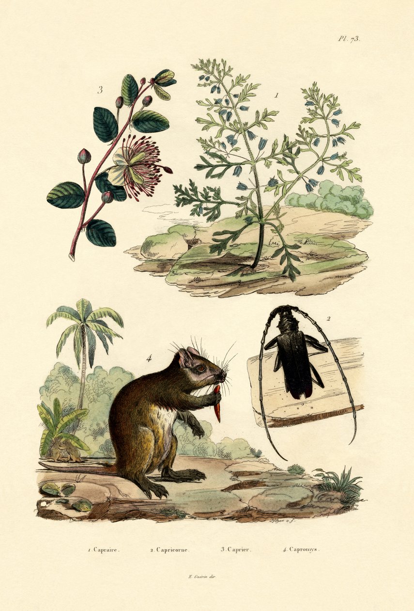 Gedemad, 1833-39 af French School