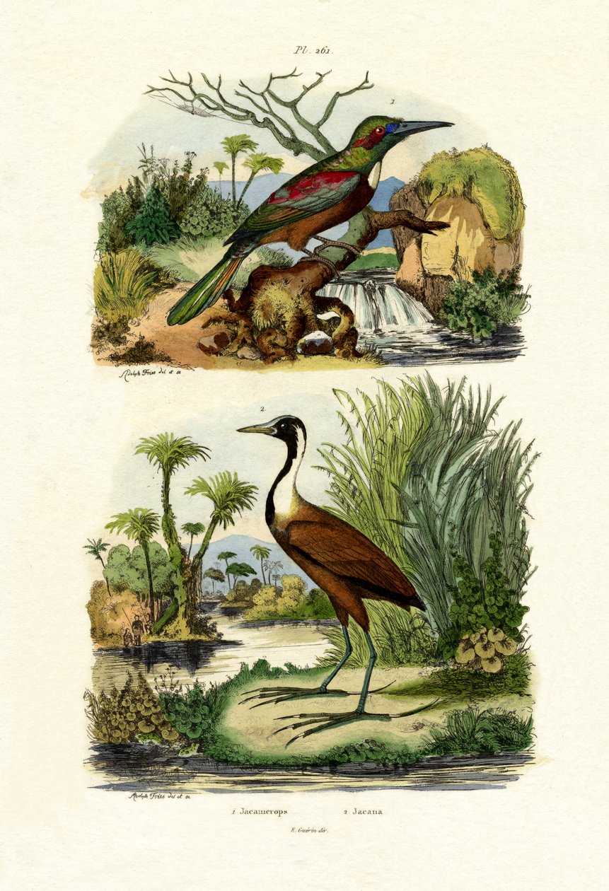 Store Jacamar, 1833-39 af French School