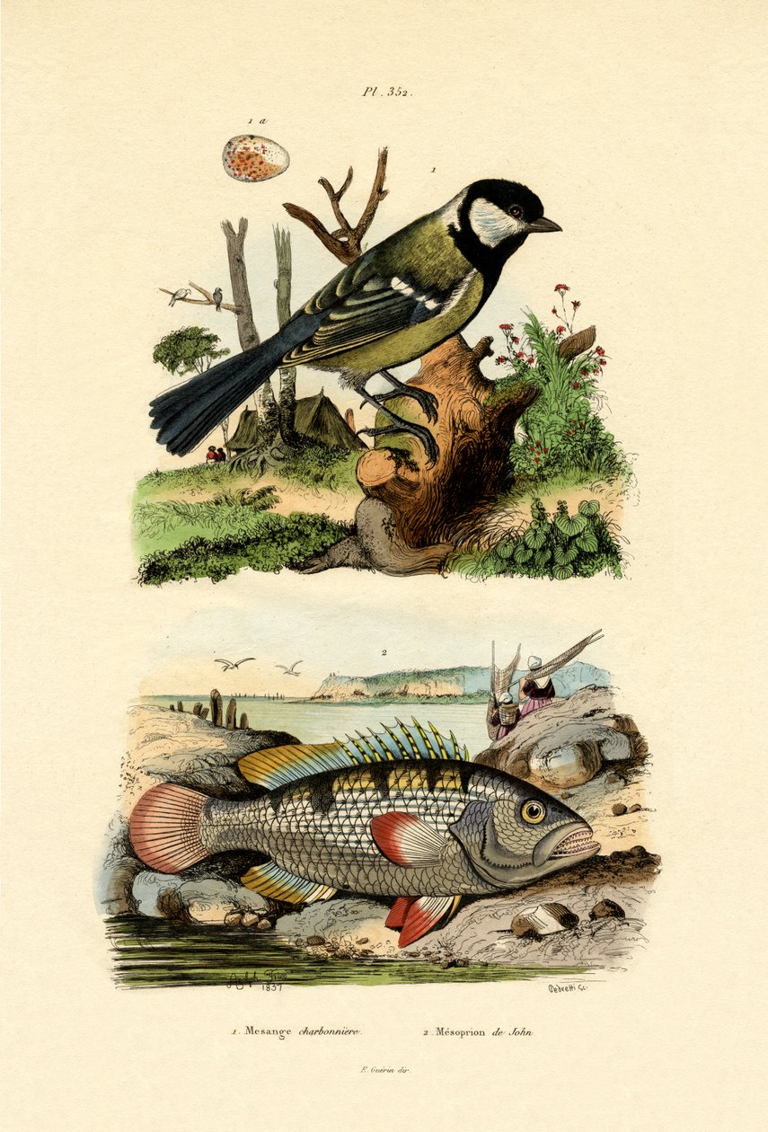 Stormejse, 1833-39 af French School