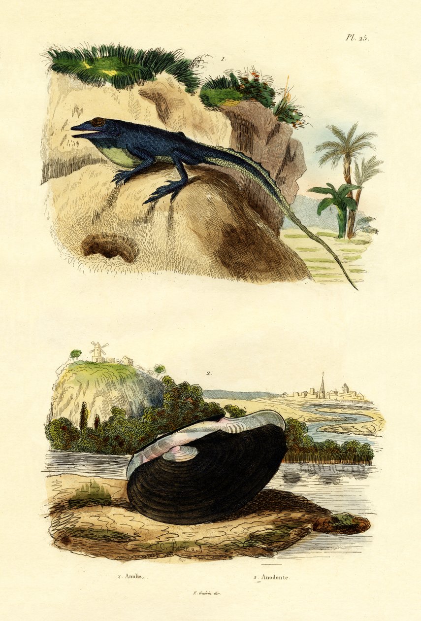 Grøn Anole, 1833-39 af French School